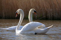Mute swan (Cygnus olor) courtship, Somerset, UK, Spring 2009