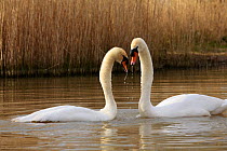 Mute swans (Cygnus olor) courtship, Somerset, UK, Spring 2009