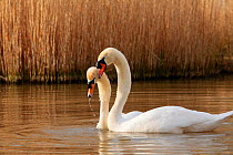 Mute swan (Cygnus olor) courtship, swimming close together and copying each other's actions, Somerset, UK, Spring 2009