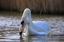 Mute swans (Cygnus olor) mating in water, with male biting neck of female, Somerset, UK, Spring 2009
