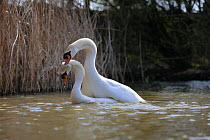 Mute swans (Cygnus olor) mating in water, with male biting neck of female, Somerset, UK, Spring 2009
