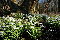 Snowdrops (Galanthus nivalis) growing in deciduous woodland, Somerset, UK, February 2009