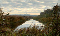 Reedbeds dominated by Phragmites communis growing in old peat workings on the Somerset Levels, Ham Wall RSPB Nature Reserve, Glastonbury Tor in background, Digital Composite, Somerset, UK, Autumn 2008