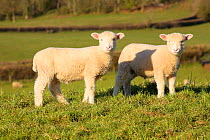 Two lambs, probably twins, approx 5 weeks, in rolling pastureland, edge of Mendip Hills, Somerset, UK, Spring 2009
