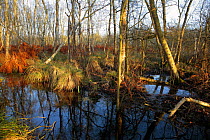Swampy woodland, dominated by Alder (Alnus glutinosa) carr and birch (Betula sp) and standing water fringed with ferns and tussock grasses, Somerset Levels, Somerset, UK, Winter 2008