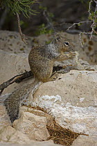 Rock Squirrel (Spermophilus variegatus) investigating shed Snake skin, Arizona, USA