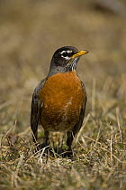 American robin (Turdus migratorius) portrait, New York, USA
