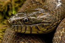 Northern water snake (Nerodia sipedon) portrait, New York, USA