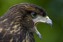 Immature Harris' hawk (Parabuteo unicinctus) calling, captive, USA