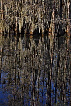 Bald cypress trees (Taxodium distichum) being reflected in a swamp, Louisiana, USA