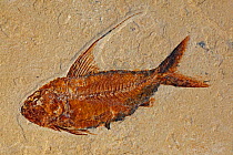 Fossilised fish (Nematonotus longispinus) from the Cretaceous period, Lebanon