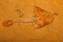 Fossilised fish