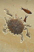 Fossilised Softshell turtle, from the Eocene period, Specimen Courtesy Geo Decor, Green River Formation, Wyoming, USA