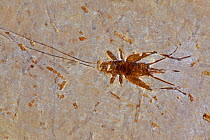 Fossilised Cricket from the early Cretaceous period, Santana formation, Brazil