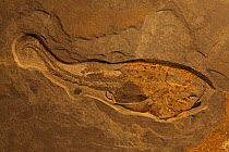 Fossilised Fish (Pterichthyodes milleri) a Placoderm from the Mid Devonian period, Caithness, Scotland