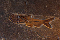 Fossil Catfish (Astephus antiguis) from the Eocene period (50 mya) Germany