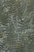 Fossil Fern (Pecopteris sp) from the Upper Carboniferous period, Germany