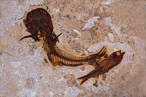 Fossil Catfish from the Eocene period, Green River Formation, Wyoming