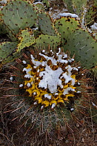 Fishhook / Arizona barrel cactus (Ferocactus wislizenii) with fruit in snow after desert snow storm with Prickly pear cactus (Opuntia sp) in background, Sonoran Desert, Arizona, USA