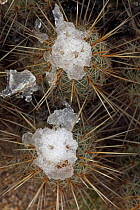 Hedgehog cactus (Echinocereus) with snow after desert snow storm, Sonoran Desert, Arizona, USA