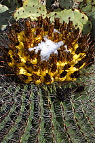 Arizona / Fishhook barrel cactus (Ferocactus wislizenii) with fruit in snow after desert snow storm, with Prickly pear cactus (Oppuntia spp) in background, Sonoran Desert, Arizona, USA