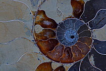 Cross section of a fossilised ammonite (Cleoniceras sp) from the Albian stage of the Upper Early Cretaceous period, Mahajanga province, Madagascar