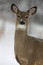 White tailed deer (Odocoileus virginianus) portrait, in snow, New York, USA