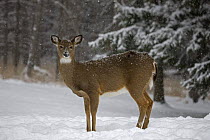 White tailed deer (Odocoileus virginianus) doe in snow, New York, USA