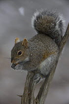 Eastern grey squirrel (Sciurus carolinensis) feeding on nut, New York, USA
