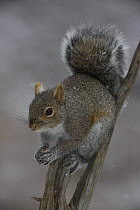 Eastern grey squirrel (Sciurus carolinensis) with nut in paws, New York, USA