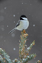 Black capped chickadee {Poecile atricapillus} in snow, USA