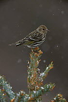 Pine siskin (Carduelis pinus) perched on conifer, New York, USA