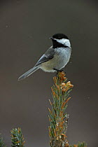 Black capped chickadee (Poecile atricapillus) perched on conifer, New York, USA