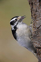 Downy woodpecker (Picoides pubescens) on tree trunk, New York, USA