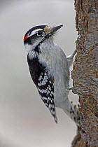Downy woodpecker (Picoides pubescens) on tree trunk, New York, USA