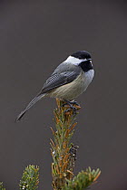 Black capped chickadee (Parus / Poecile atricapillus) perched on conifer, New York, USA