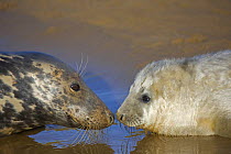 Grey seal (Halichoerus grypus) mother and young interacting on beach, UK