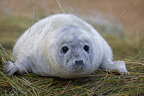 Grey seal (Halichoerus grypus) pup, portrait, UK