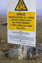 Grey Seal (Halichoerus grypus) pup behind a sign on RAF bombing range used as a pupping area for seals, UK