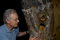 Tim Gallagher looking at Ivory-billed woodpecker (Campephilus principalis) nest in Red maple. Cornell Lab of Ornithology, Ithaca, New York, USA