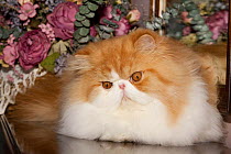 Persian cat, white and gold, on table by mirror with silk flowers in basket, Illinois, USA