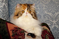 Persian cat, tricolor, on couch "cat" pillow, Illinois, USA