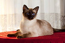 Siamese cat traditional type (aka Thai Cat) in seal point pattern, on red tabletop by window curtain,  Illinois, USA
