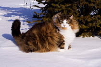 Norwegian forest cat in snow by spruce boughs, Illinois, USA