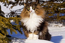 Norwegian forest cat in snow by spruce boughs, standing tall on edge of drift, Illinois, USA