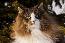 Norwegian forest cat portrait, spruce in background, Illinois, USA