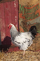 Delaware breed rooster by old barn door and burlap potato sack, Iowa, USA