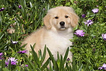Golden retriever puppy amongst purple daisies, Southern California, USA