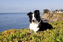 Border collie amongst ice plants on cliffs overlooking Pacific Ocean, Southern California, USA