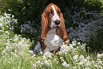 Young Basset hound in grass with white wildflowers, Southern California, USA